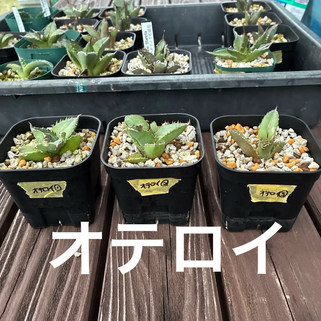 2026年最新】オテロイ 斑入りの人気アイテム - メルカリ