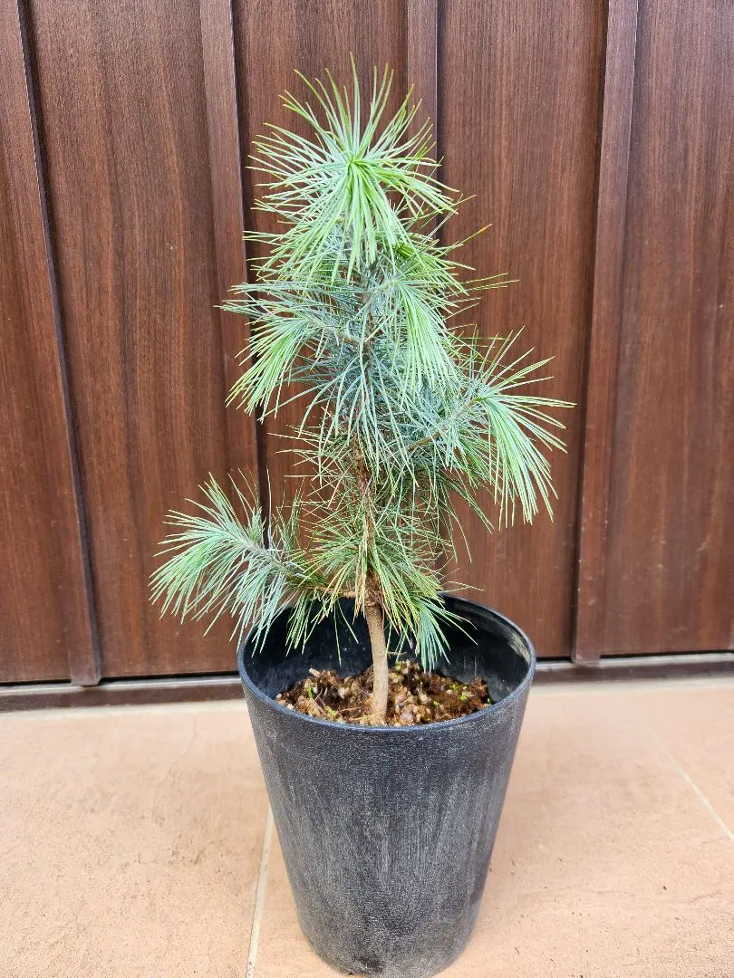 2026年最新】ピニョン松の人気アイテム - メルカリ