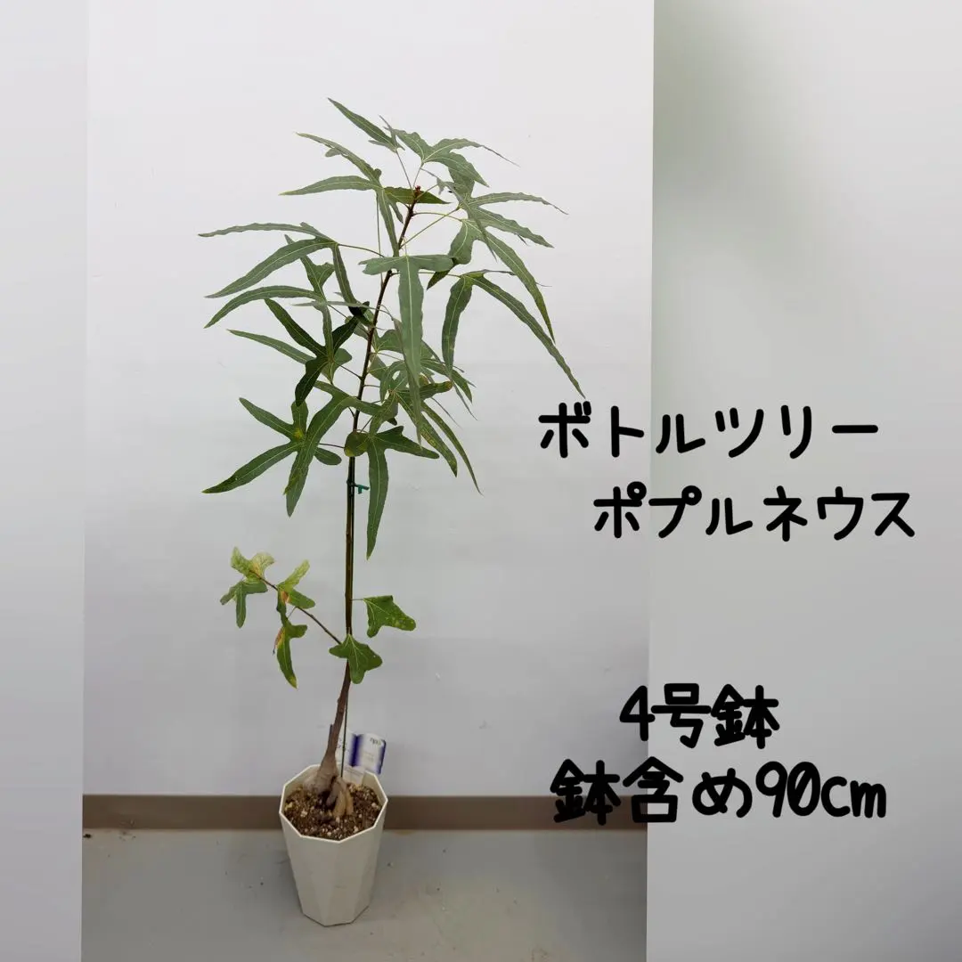 2026年最新】ブラキキトン ボトルツリーの人気アイテム - メルカリ