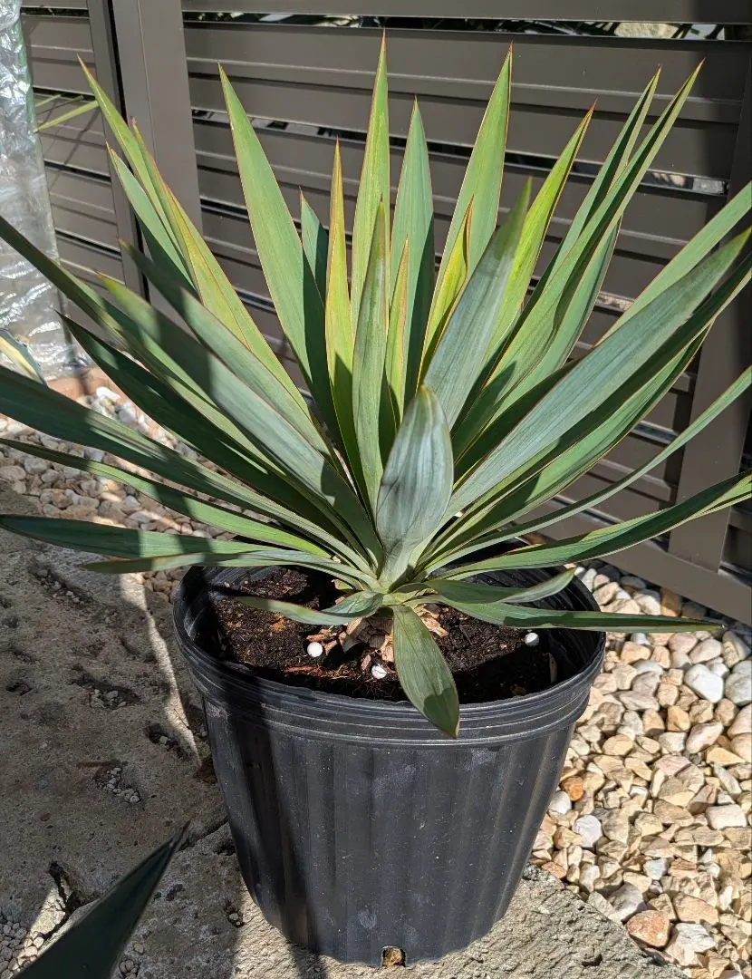 2026年最新】ユッカ グロリオサ キミガヨランの人気アイテム - メルカリ