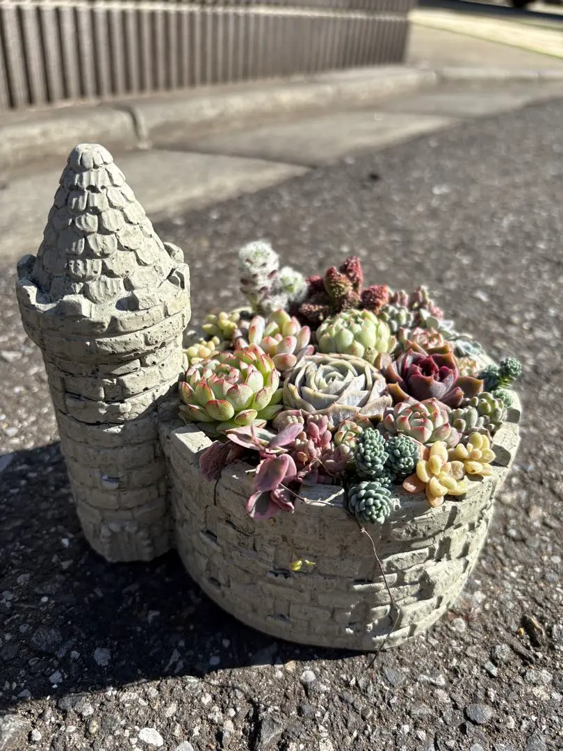 2026年最新】そのまま飾れる多肉寄植えの人気アイテム - メルカリ