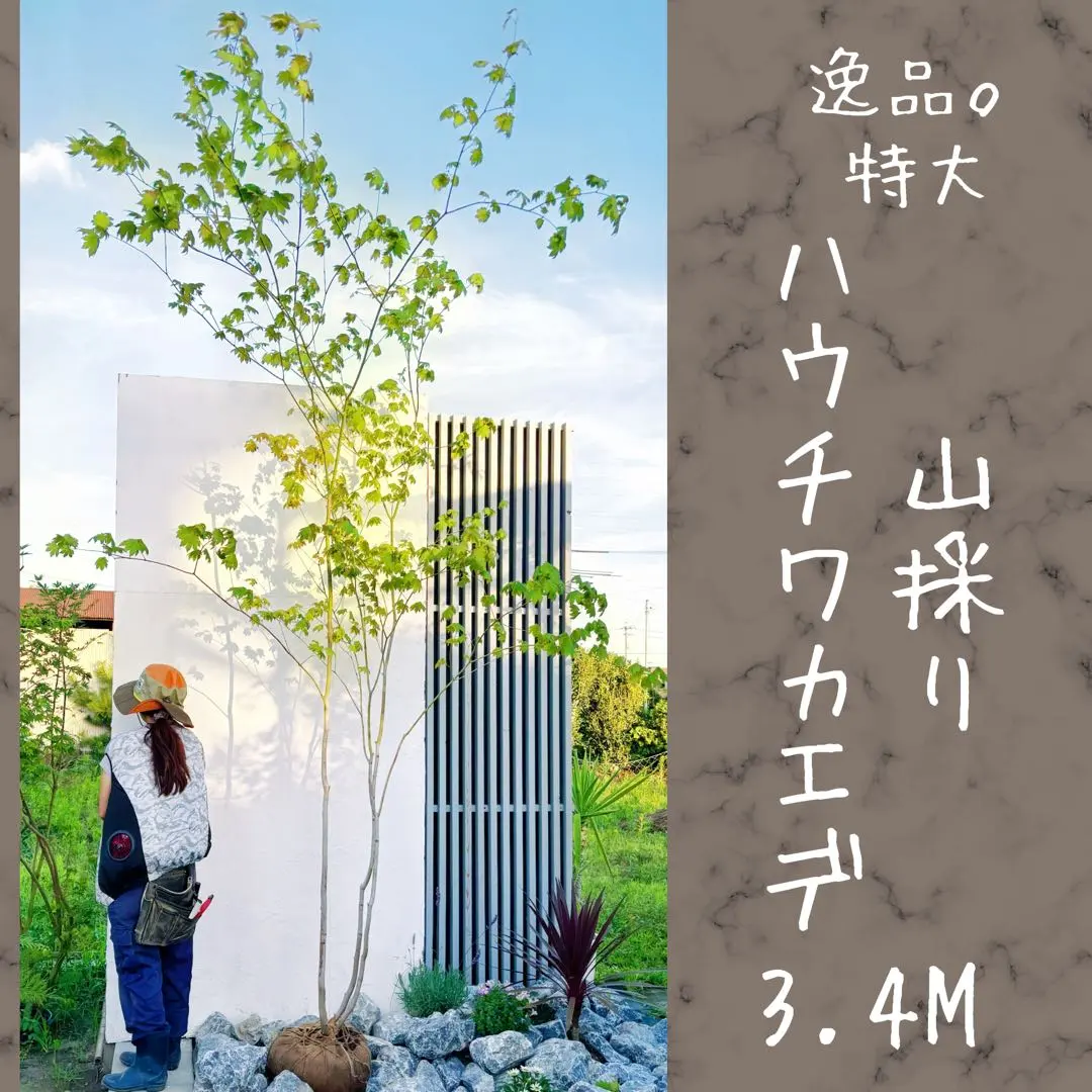 2026年最新】コハウチワカエデの人気アイテム - メルカリ