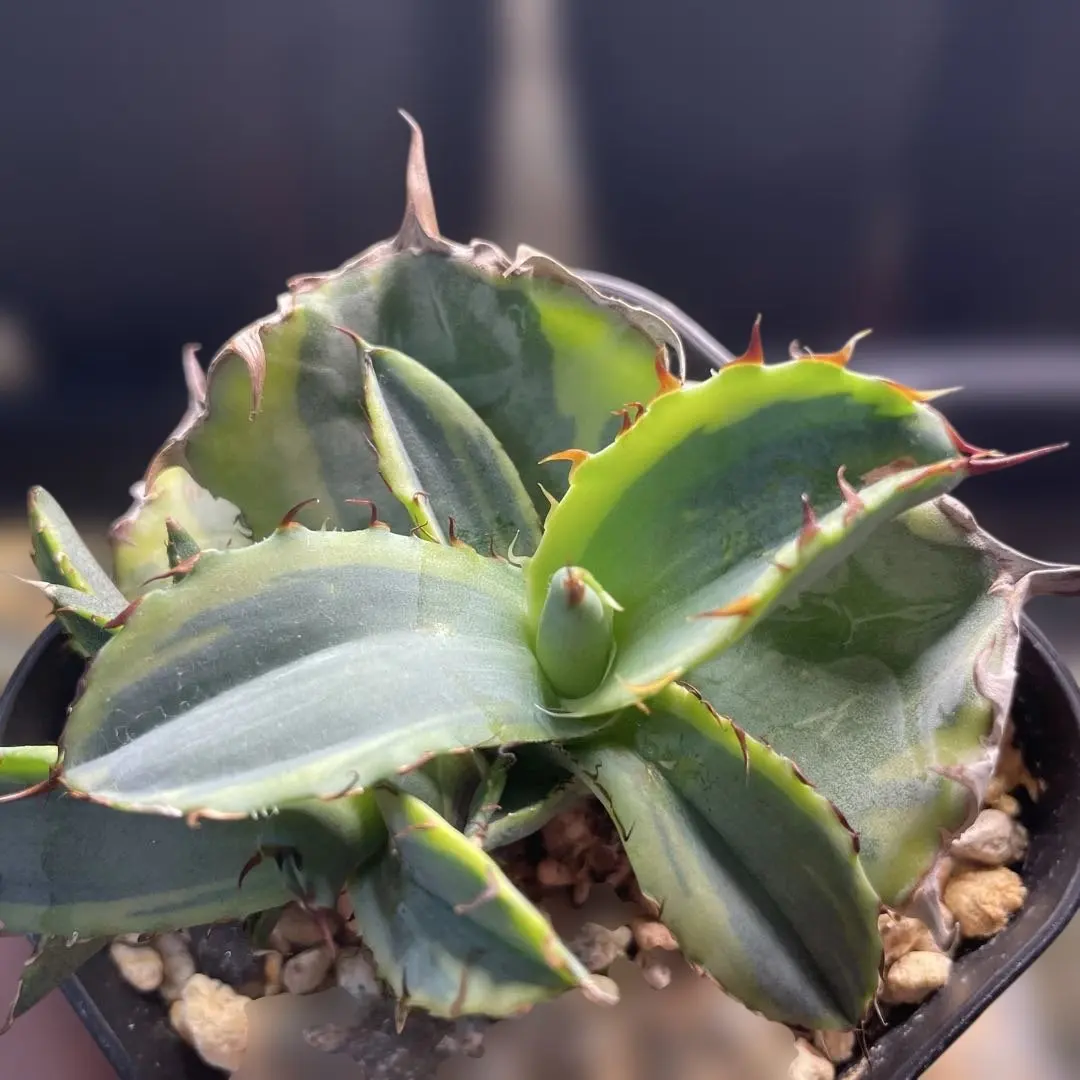 2026年最新】オテロイ 斑入りの人気アイテム - メルカリ