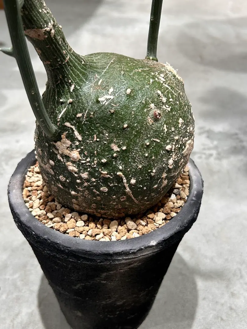 2026年最新】アデニア グロボーサの人気アイテム - メルカリ