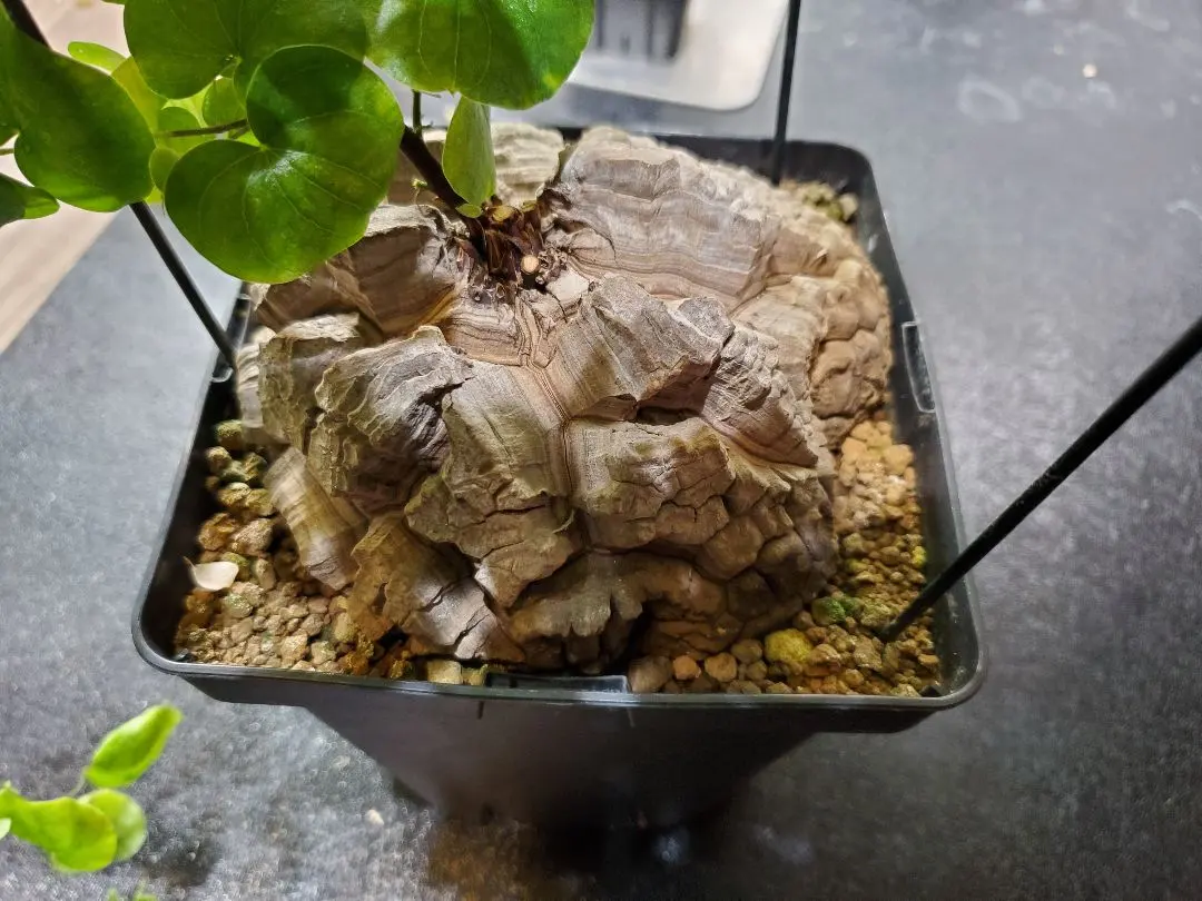 2026年最新】亀甲竜 現地球の人気アイテム - メルカリ