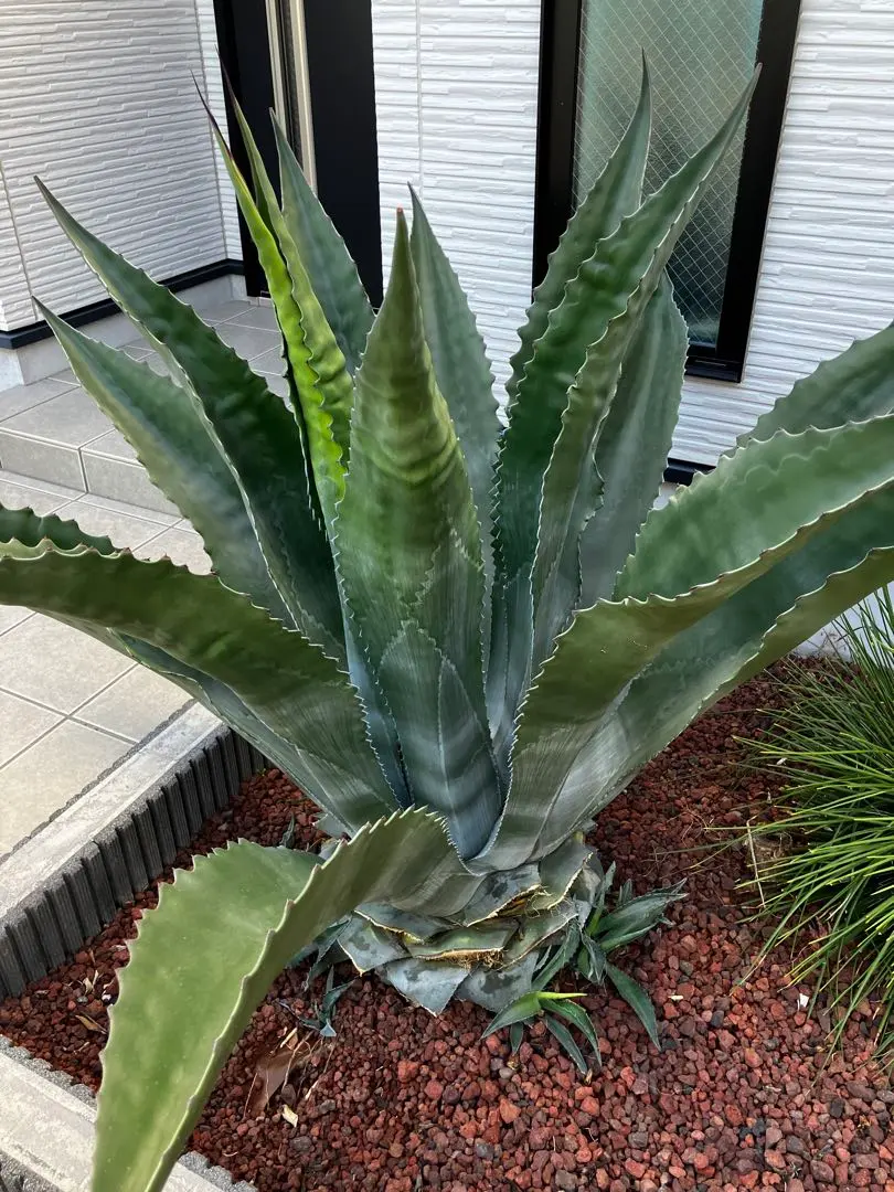 2026年最新】サルミアナフェロックス アガベの人気アイテム - メルカリ