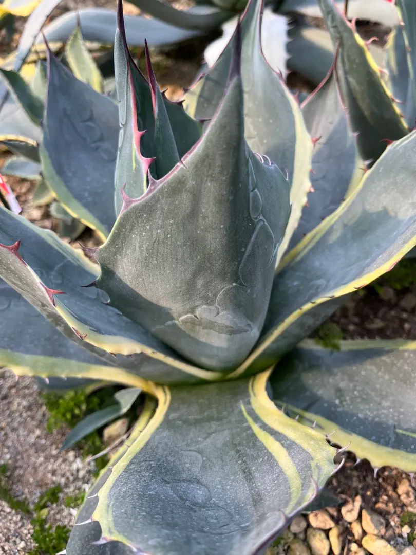 2026年最新】オバティサナ シースターの人気アイテム - メルカリ