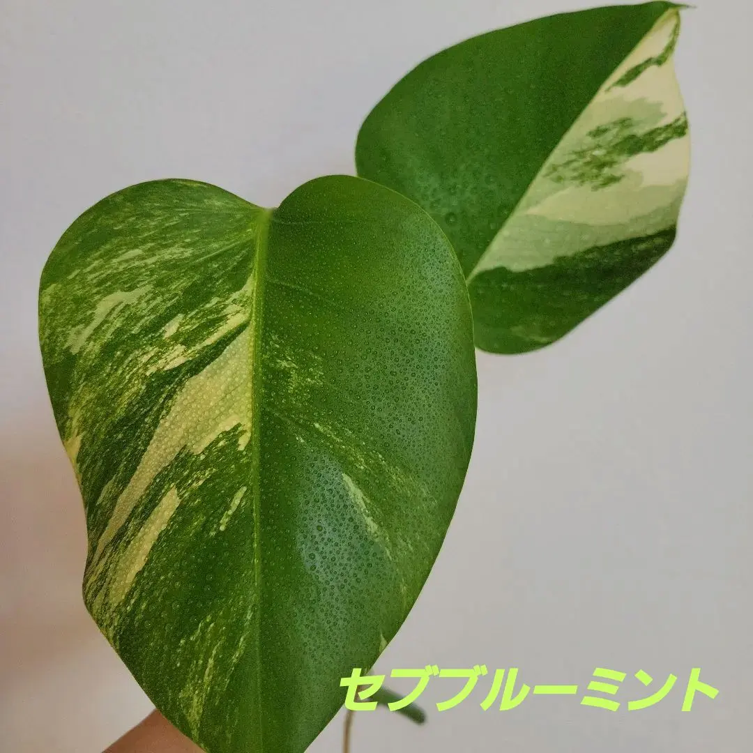 2026年最新】セブブルーミントの人気アイテム - メルカリ