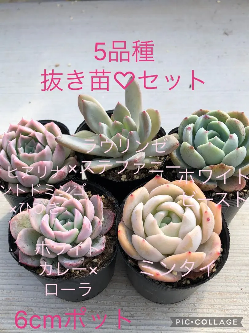 2026年最新】simijimiさん苗の人気アイテム - メルカリ