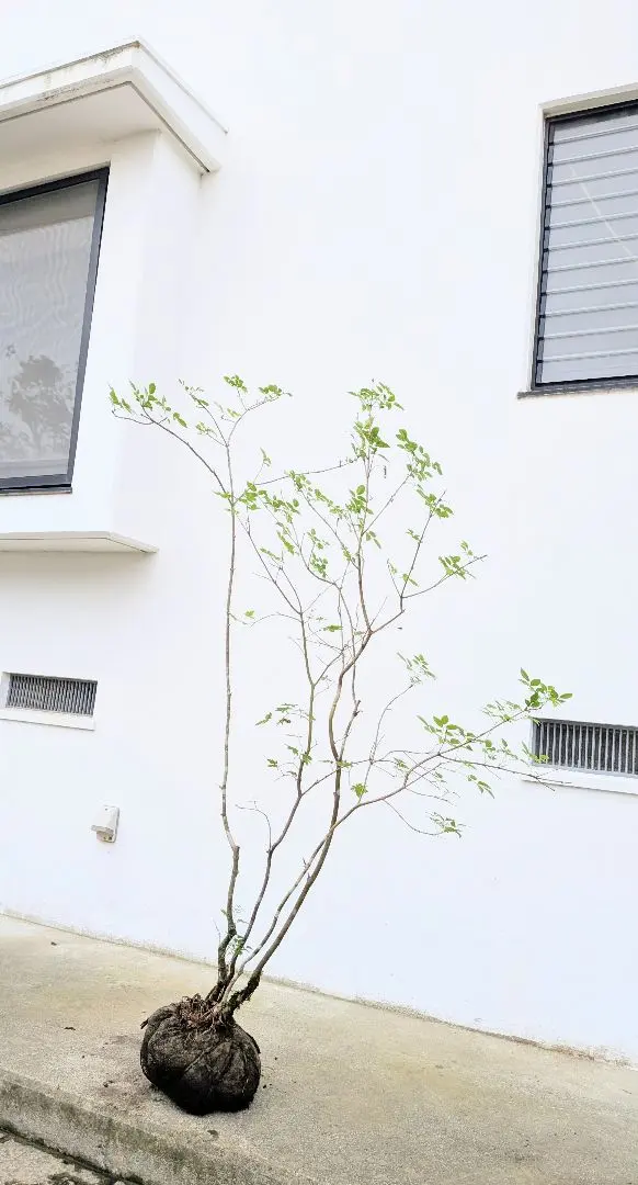 2026年最新】コハウチワカエデの人気アイテム - メルカリ