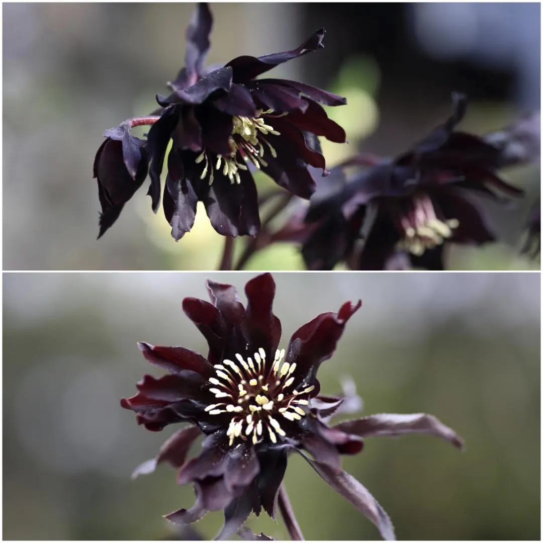 2026年最新】クリスマスローズ ブラックマジックの人気アイテム - メルカリ