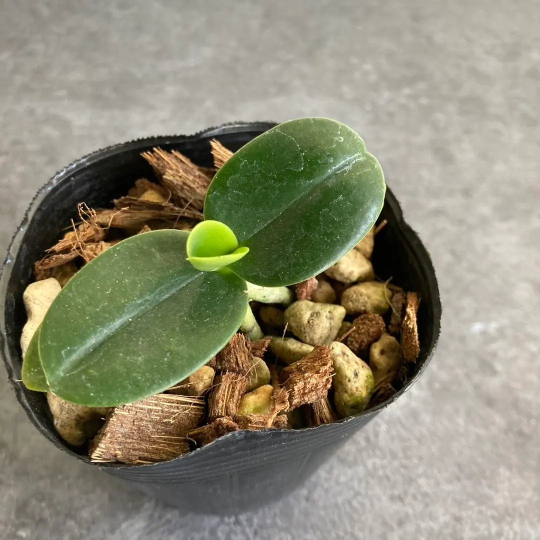 2026年最新】名護蘭の人気アイテム - メルカリ