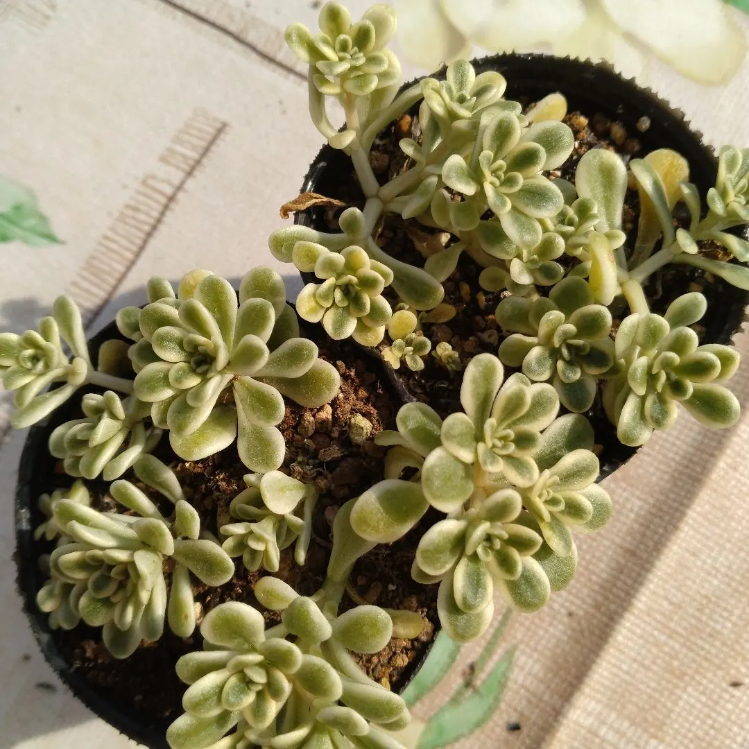 2026年最新】浜万年草の人気アイテム - メルカリ