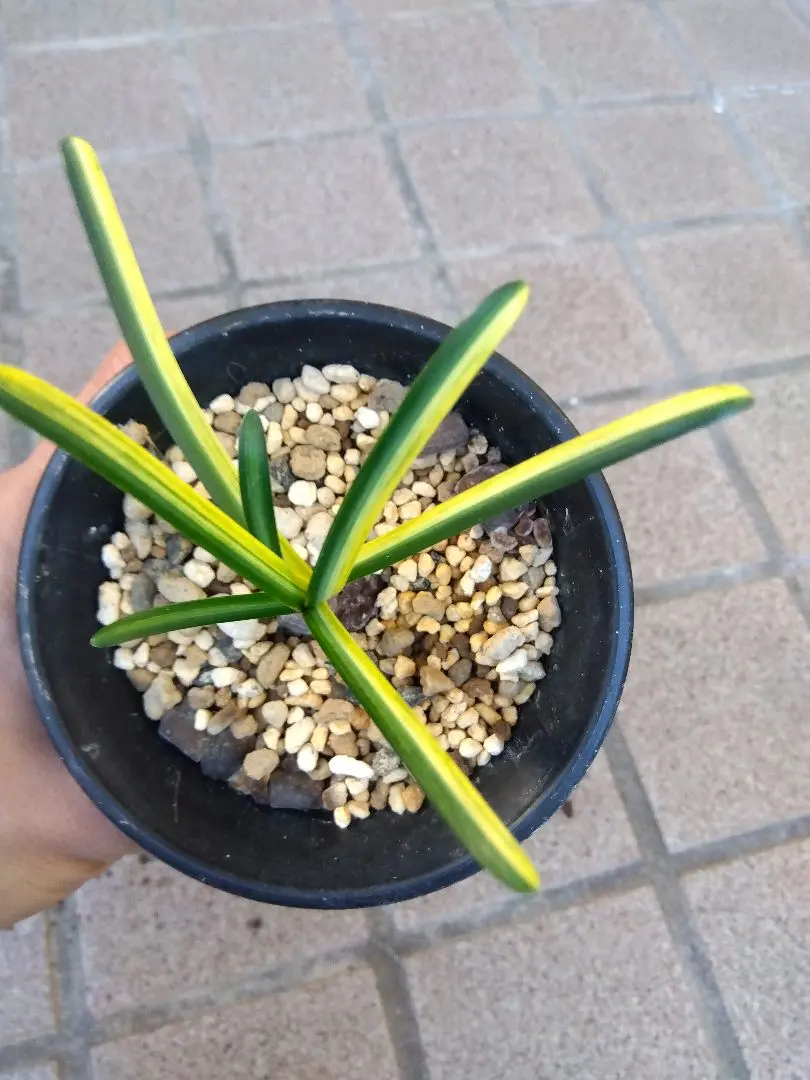 2026年最新】ヒガンバナ 斑入りの人気アイテム - メルカリ