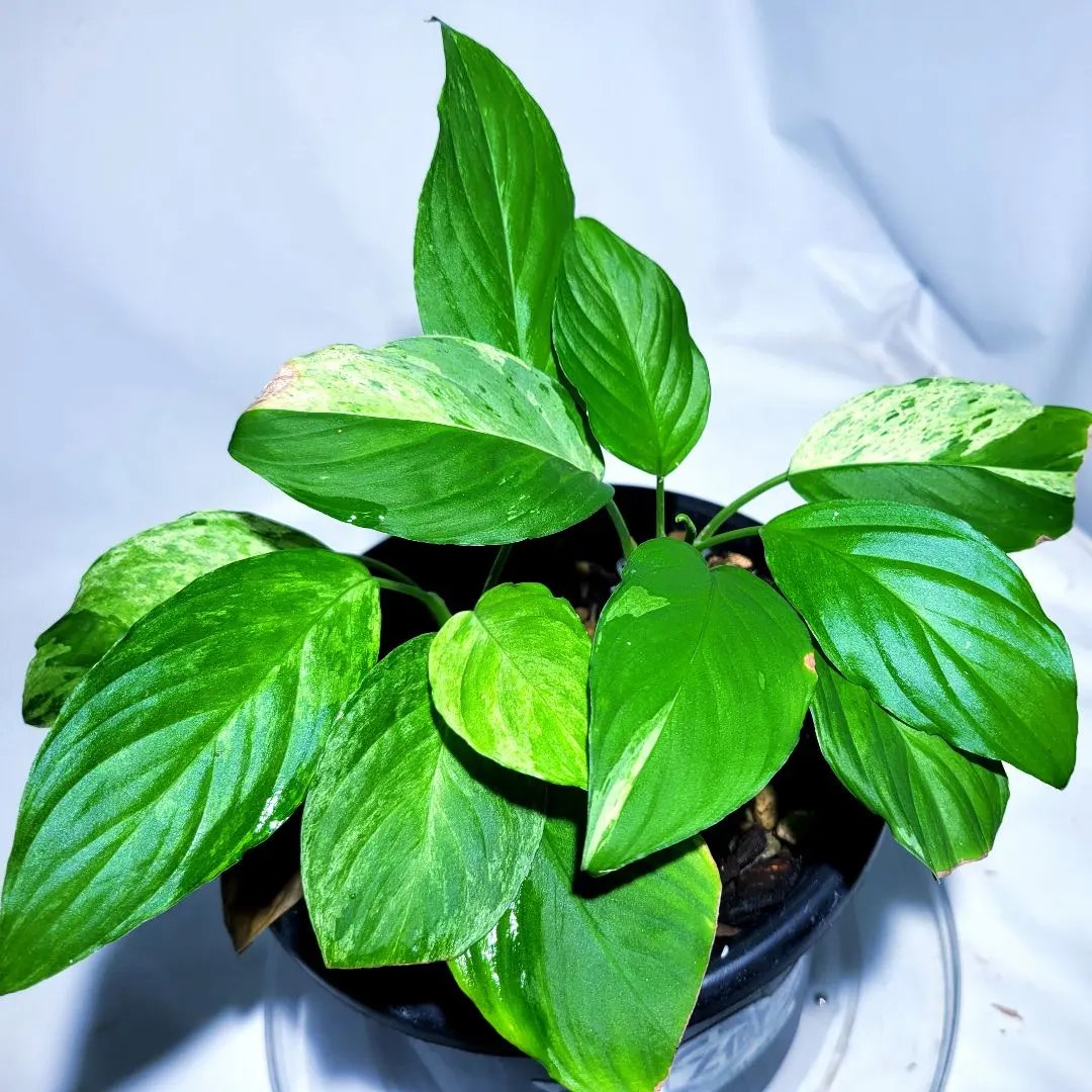 2026年最新】ホマロメナ 斑入りの人気アイテム - メルカリ