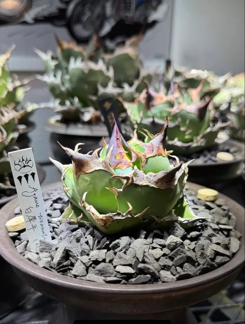 2026年最新】DENNIS アガベの人気アイテム - メルカリ