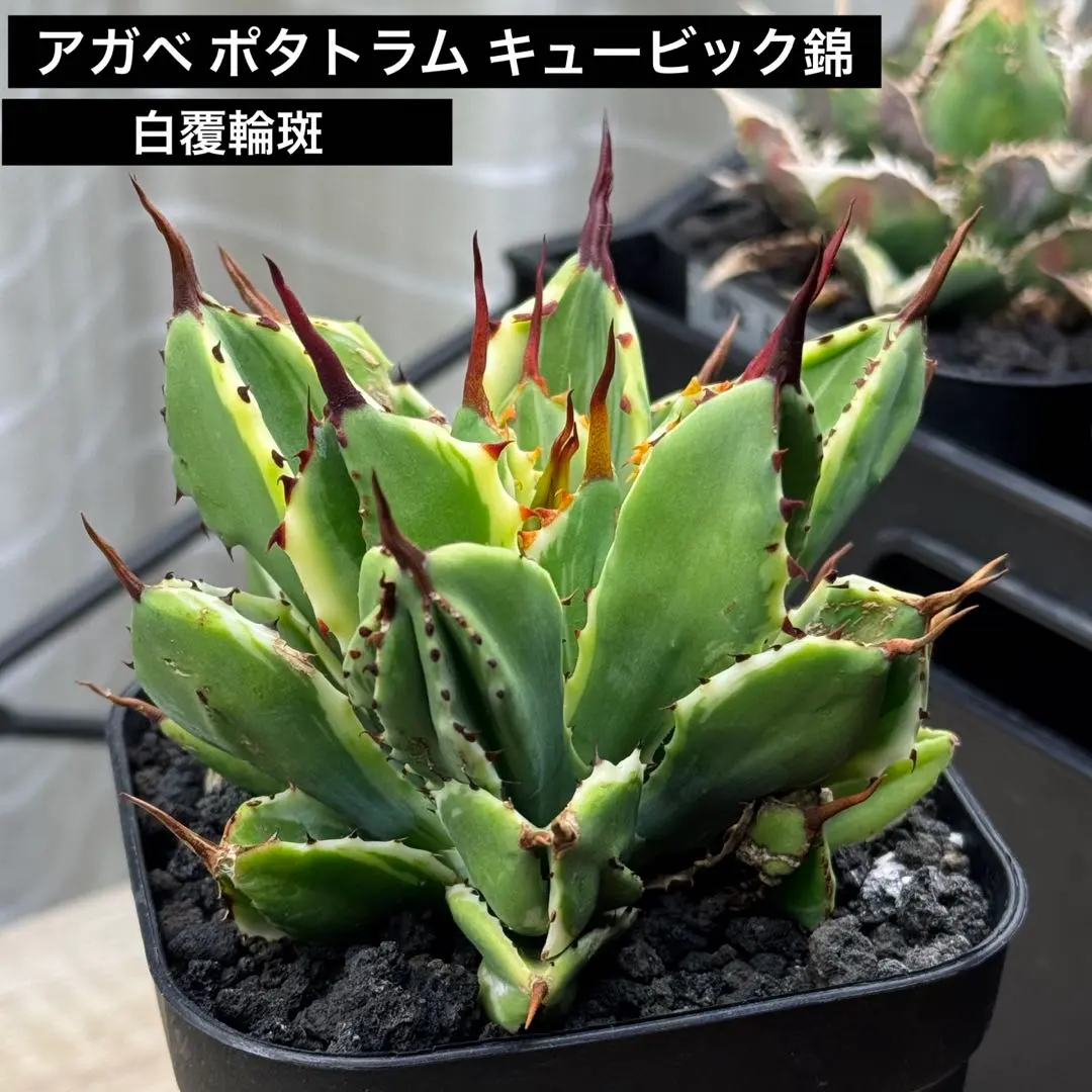 2026年最新】アガベ キュービック錦の人気アイテム - メルカリ