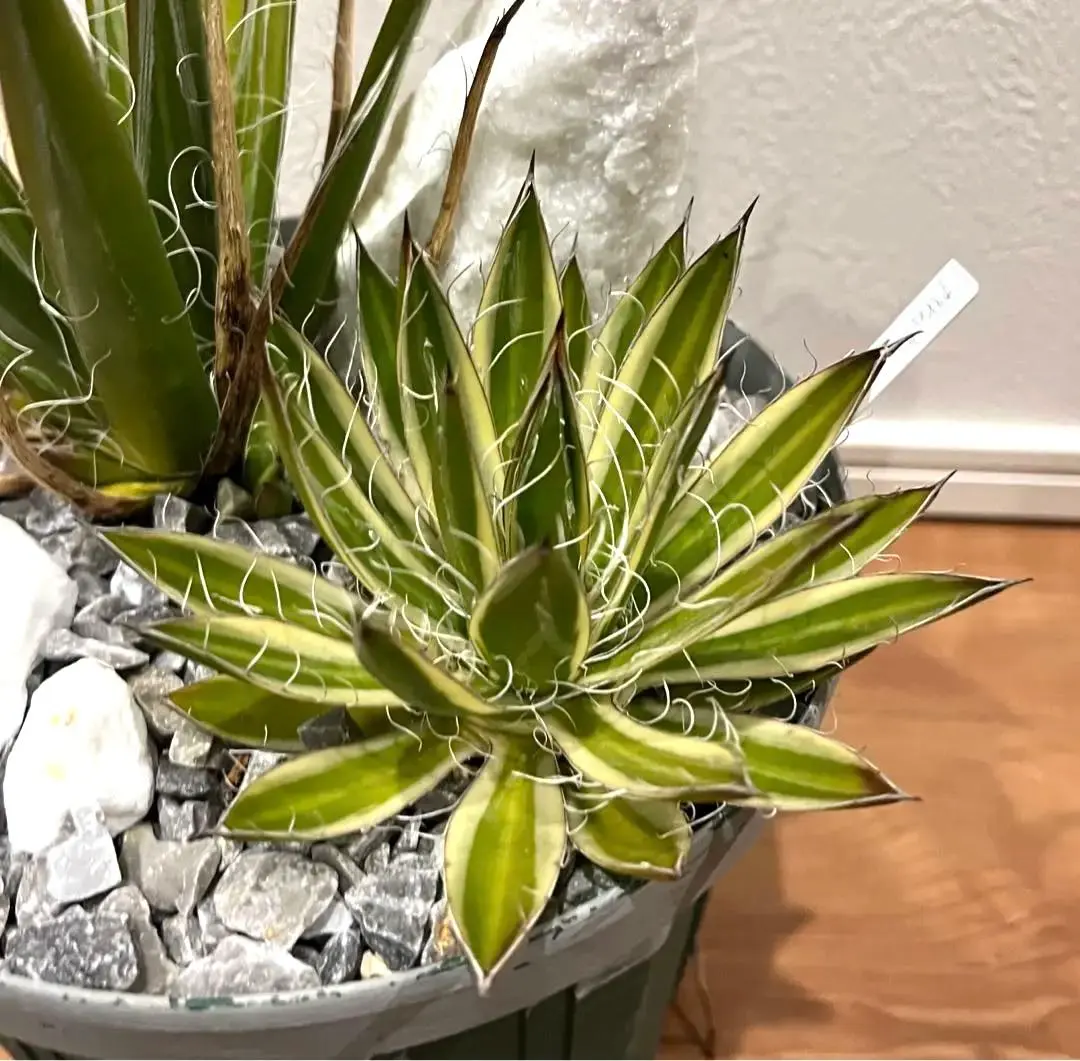 2026年最新】姫乱れ雪 アガベの人気アイテム - メルカリ