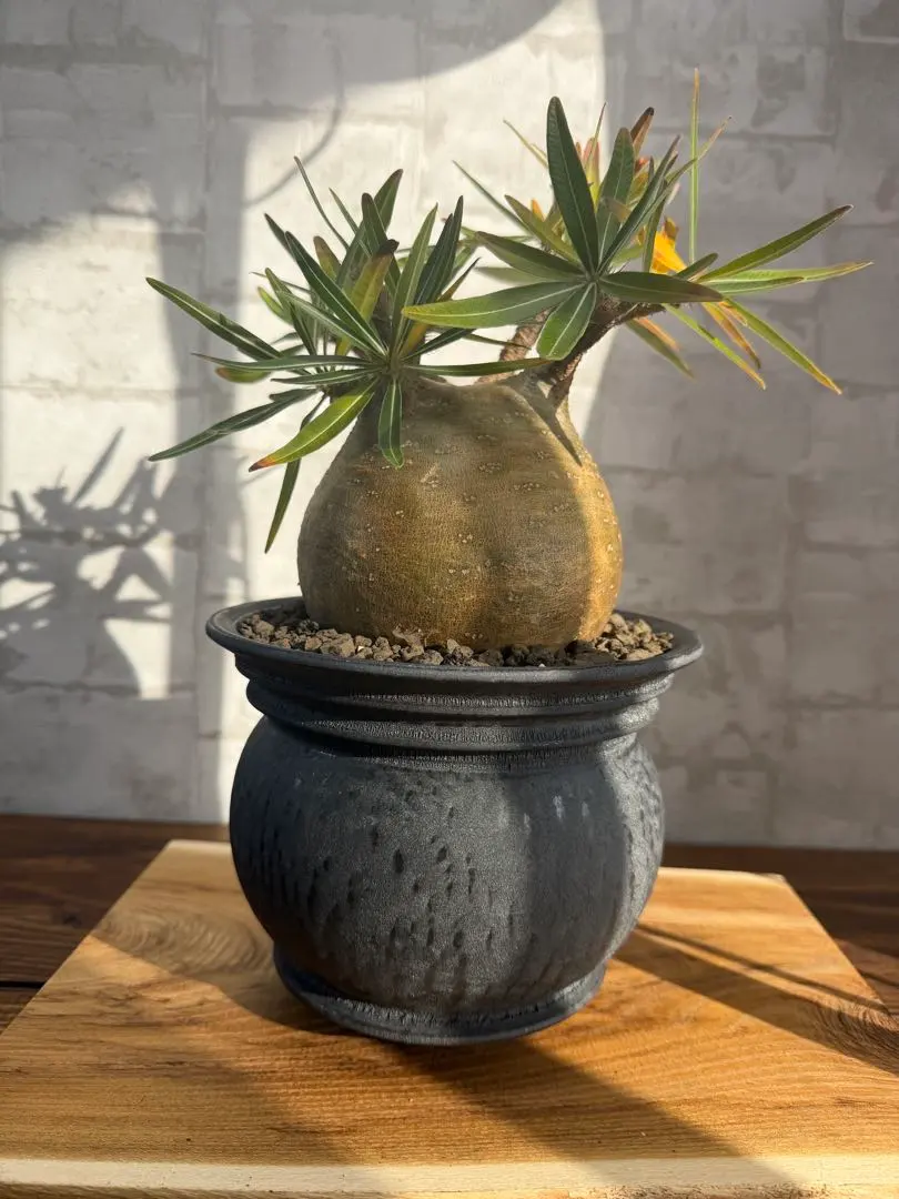 2026年最新】山中勇人 鉢の人気アイテム - メルカリ