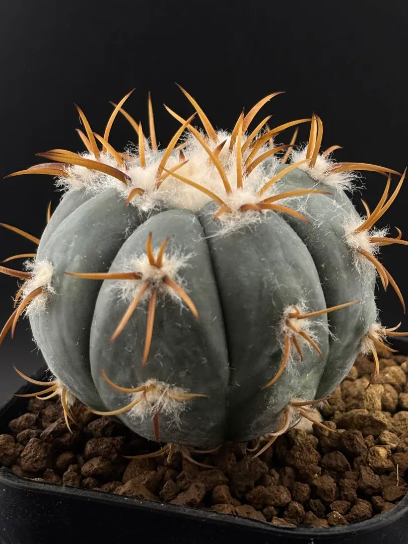 2026年最新】エキノカクタス 雷帝の人気アイテム - メルカリ