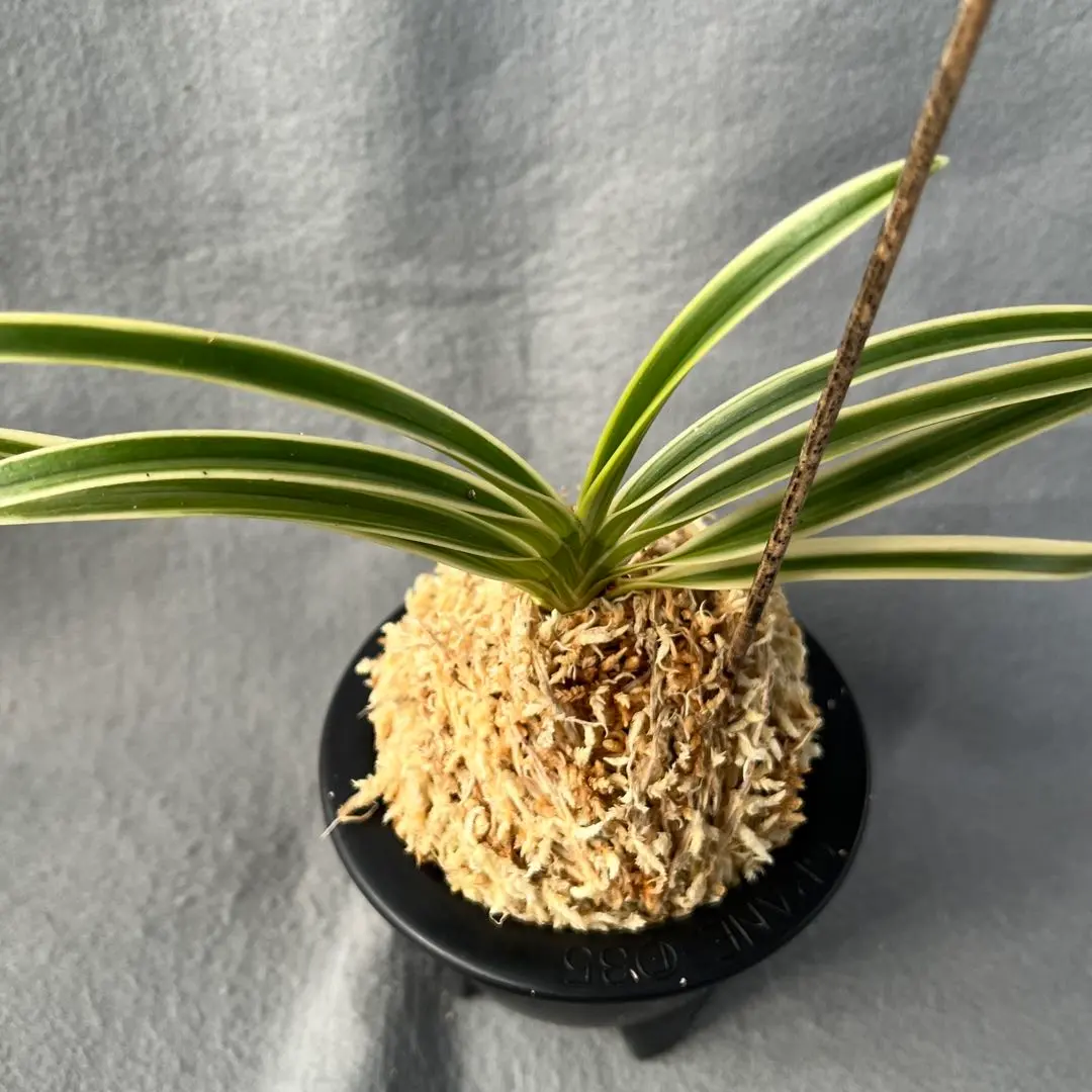 2026年最新】羆 富貴蘭の人気アイテム - メルカリ