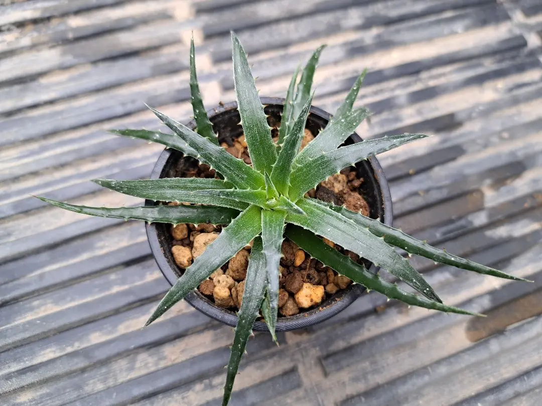 2026年最新】Dyckia reitziiの人気アイテム - メルカリ