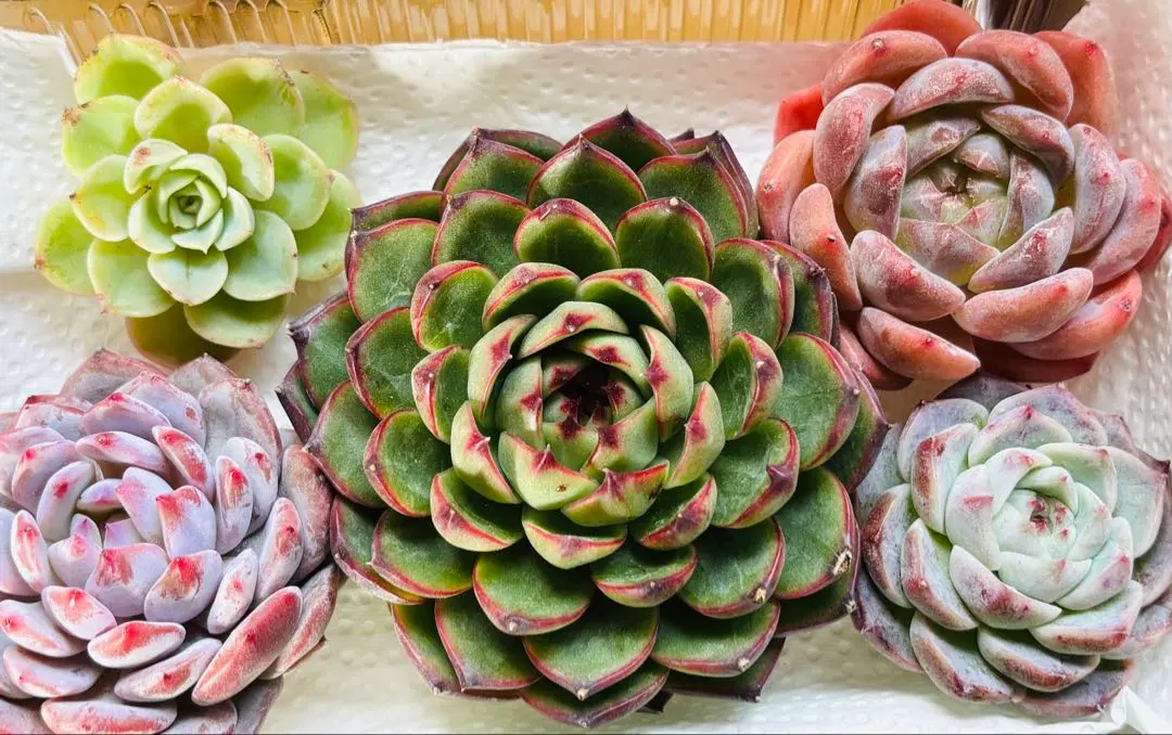 2026年最新】デカベリアの人気アイテム - メルカリ