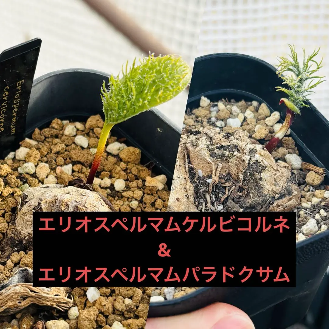 2026年最新】エリオスペルマム パラドクサムの人気アイテム - メルカリ