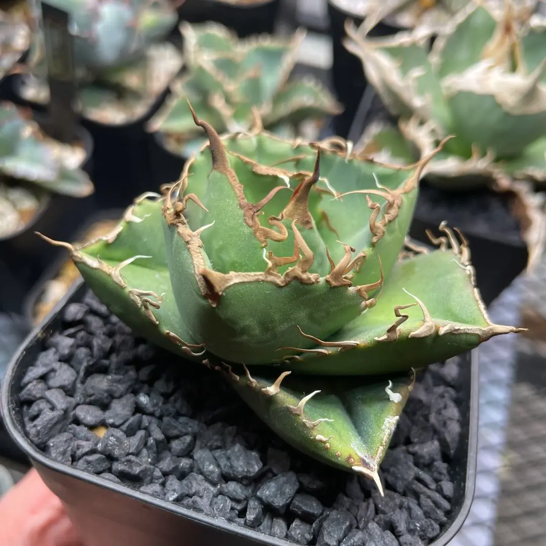 2026年最新】ジャガーノート ハイブリッドの人気アイテム - メルカリ