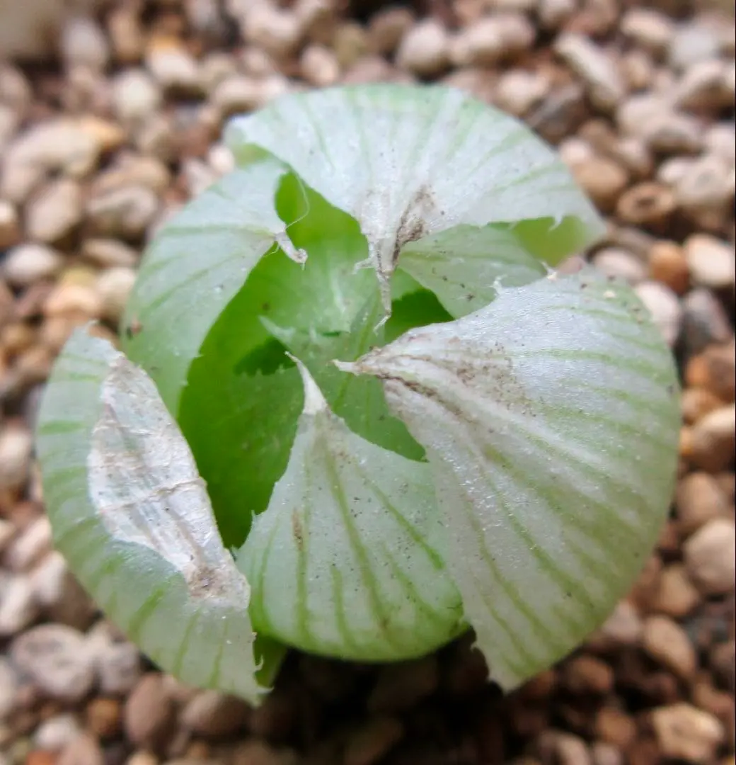 2026年最新】ハオルチア ロックウッディの人気アイテム - メルカリ