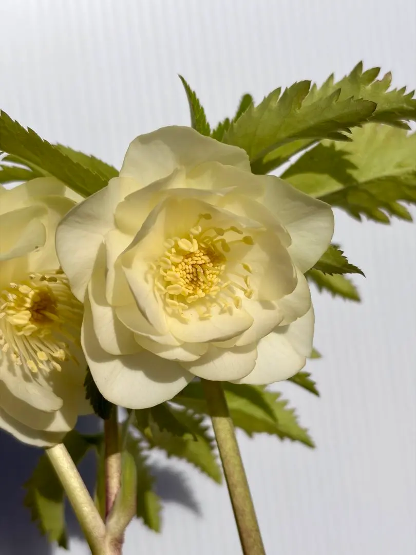 2026年最新】かぐや姫 クリスマスローズの人気アイテム - メルカリ