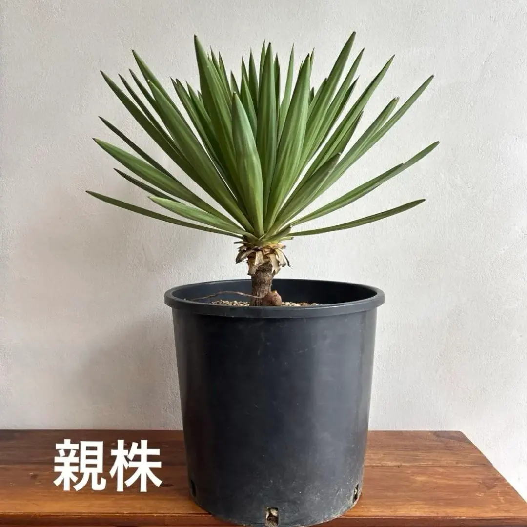 2026年最新】キミガヨランの人気アイテム - メルカリ