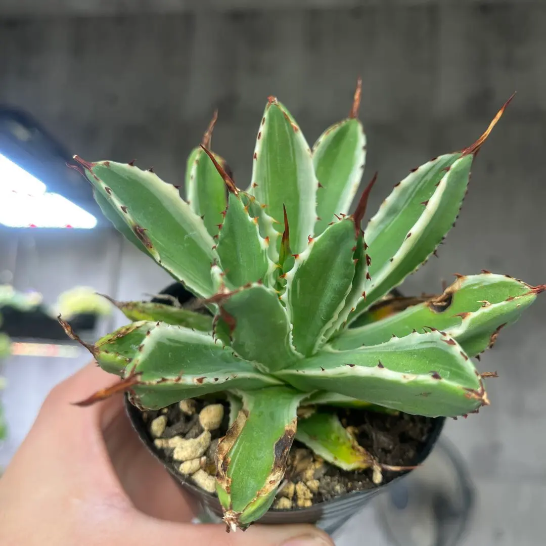 2026年最新】アガベキュービック錦の人気アイテム - メルカリ