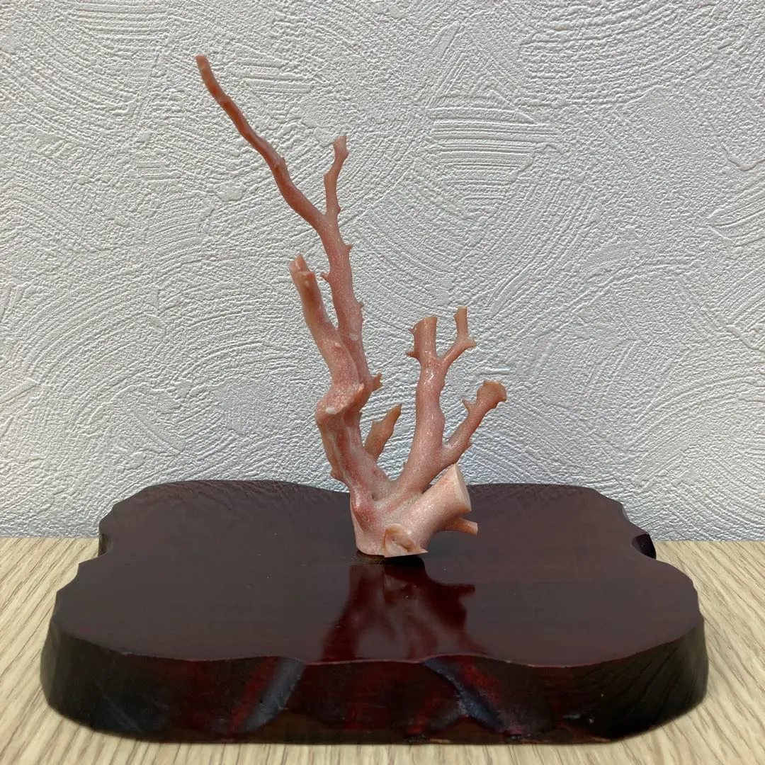 2026年最新】置物 珊瑚 原木の人気アイテム - メルカリ