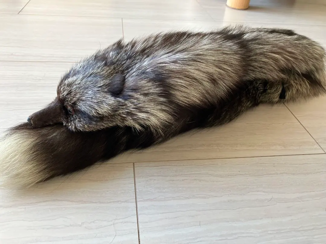 2026年最新】剥製 キツネの人気アイテム - メルカリ