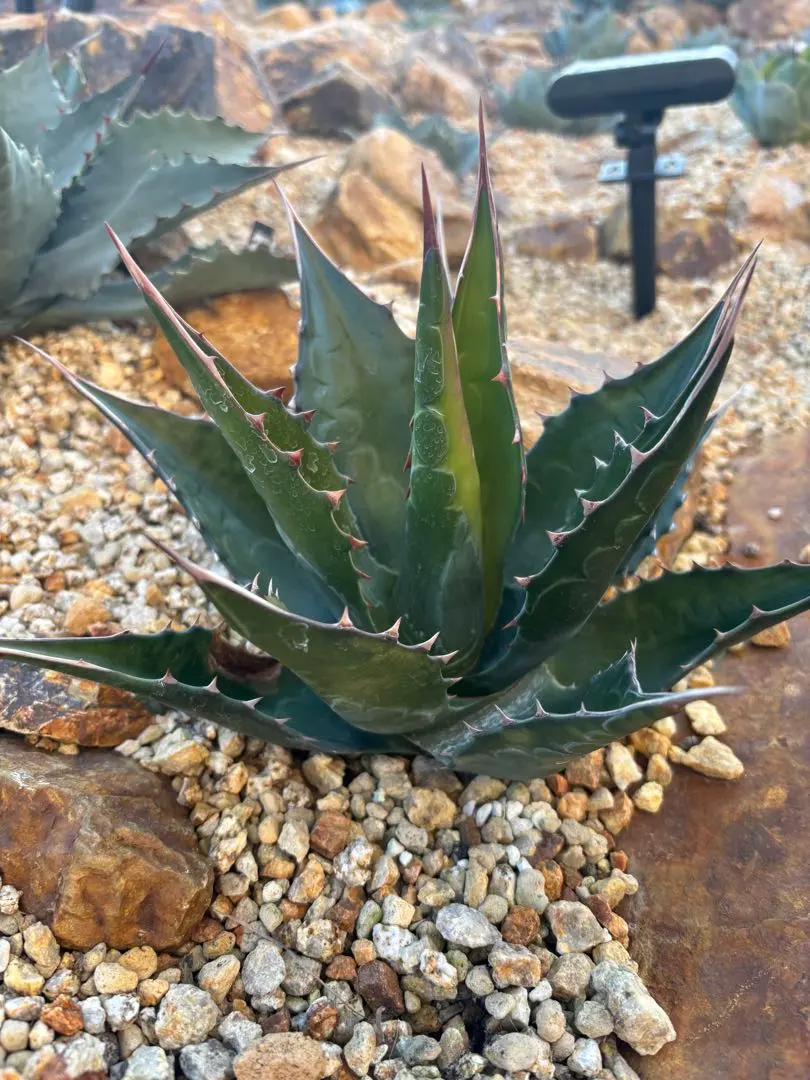 2026年最新】アガベ モンタナ イランの人気アイテム - メルカリ