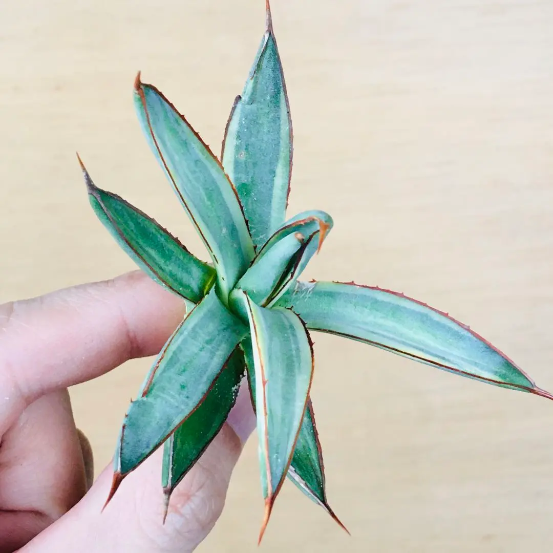 2026年最新】アガベ笹の雪 ハイブリッドの人気アイテム - メルカリ