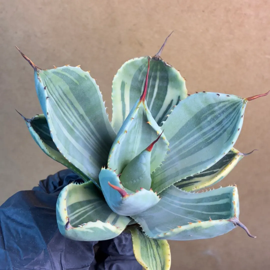 2026年最新】トランカータ 斑入りの人気アイテム - メルカリ