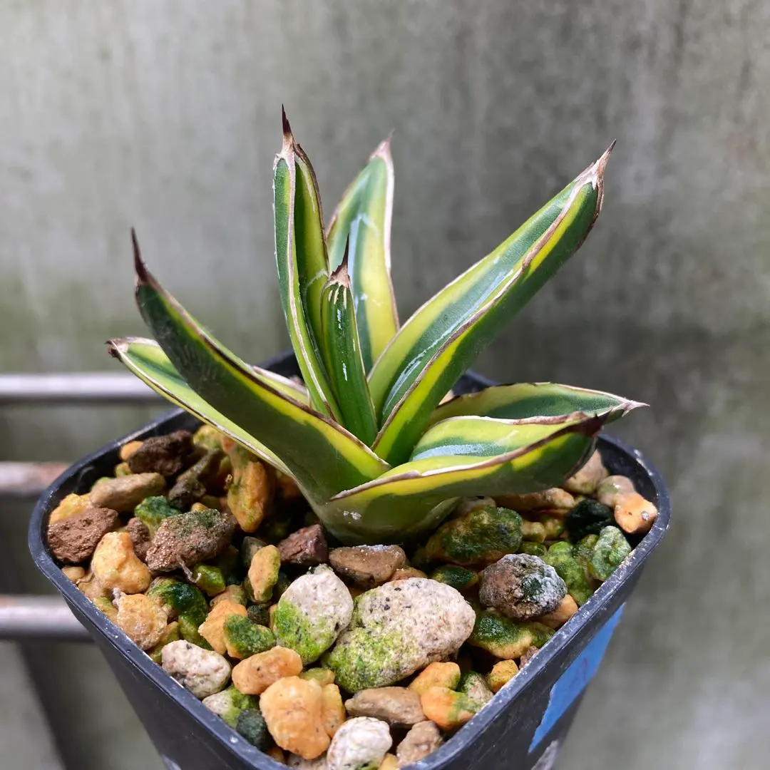 2026年最新】アガベ 笹の雪 黄中斑の人気アイテム - メルカリ