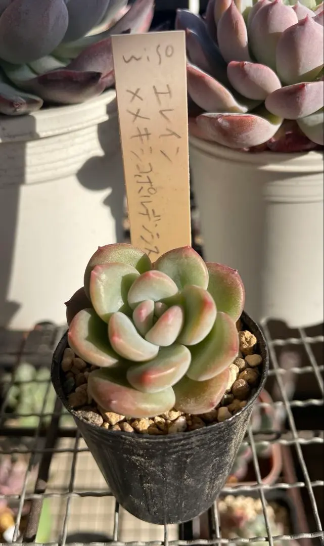 2026年最新】タネから多肉 ミソップさん苗の人気アイテム - メルカリ