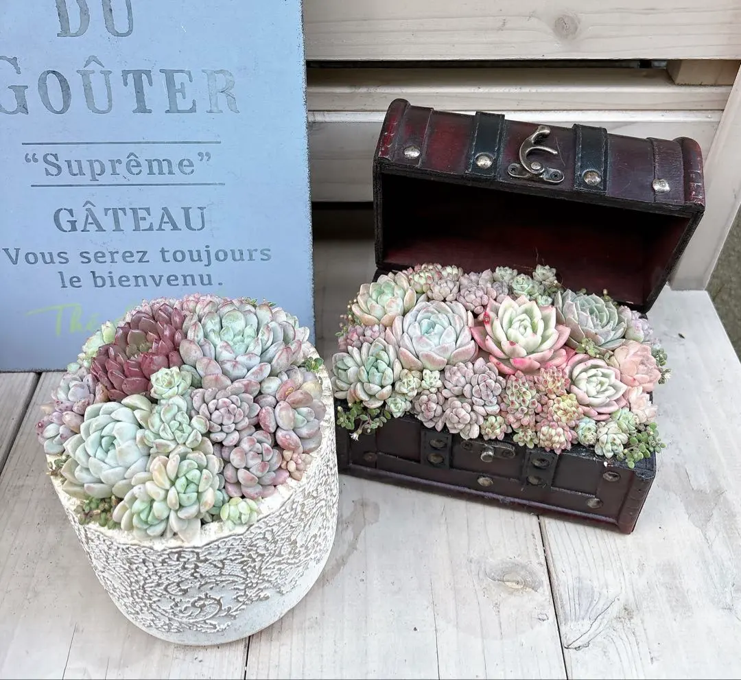 2026年最新】そのまま飾れる多肉寄植えの人気アイテム - メルカリ