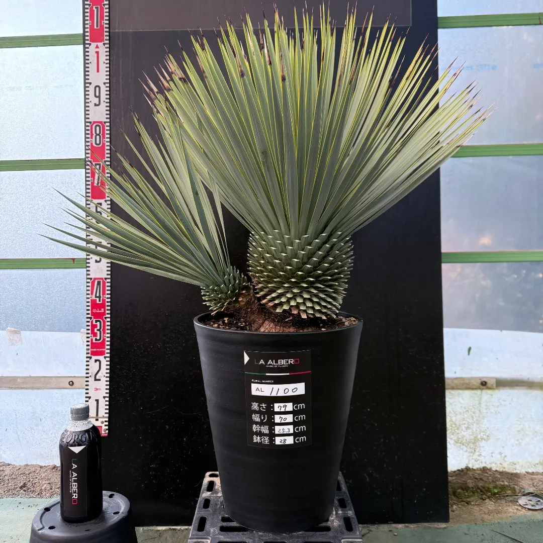 2026年最新】ロストラータ ヘッドの人気アイテム - メルカリ