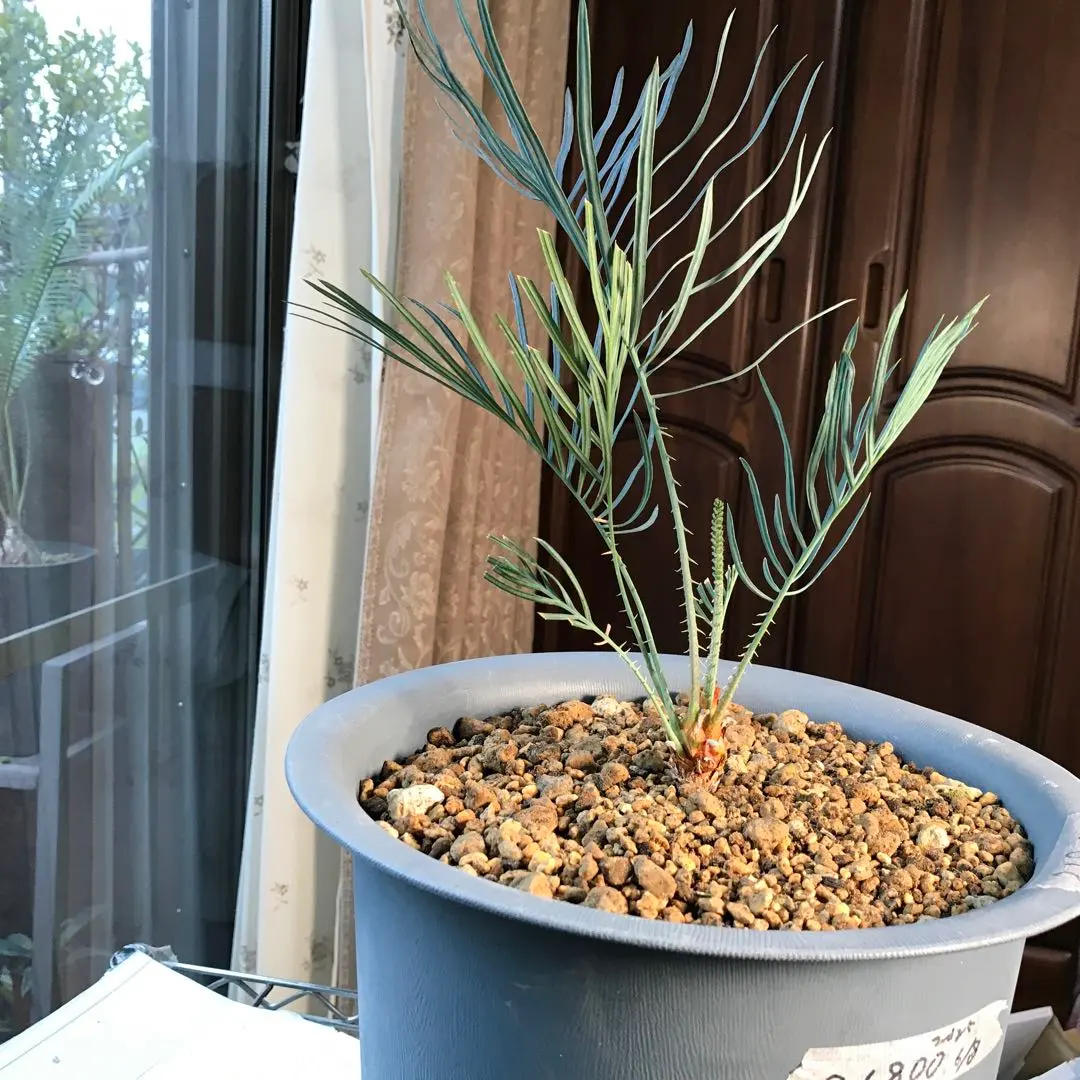 2026年最新】サイカス カイルンシアナの人気アイテム - メルカリ