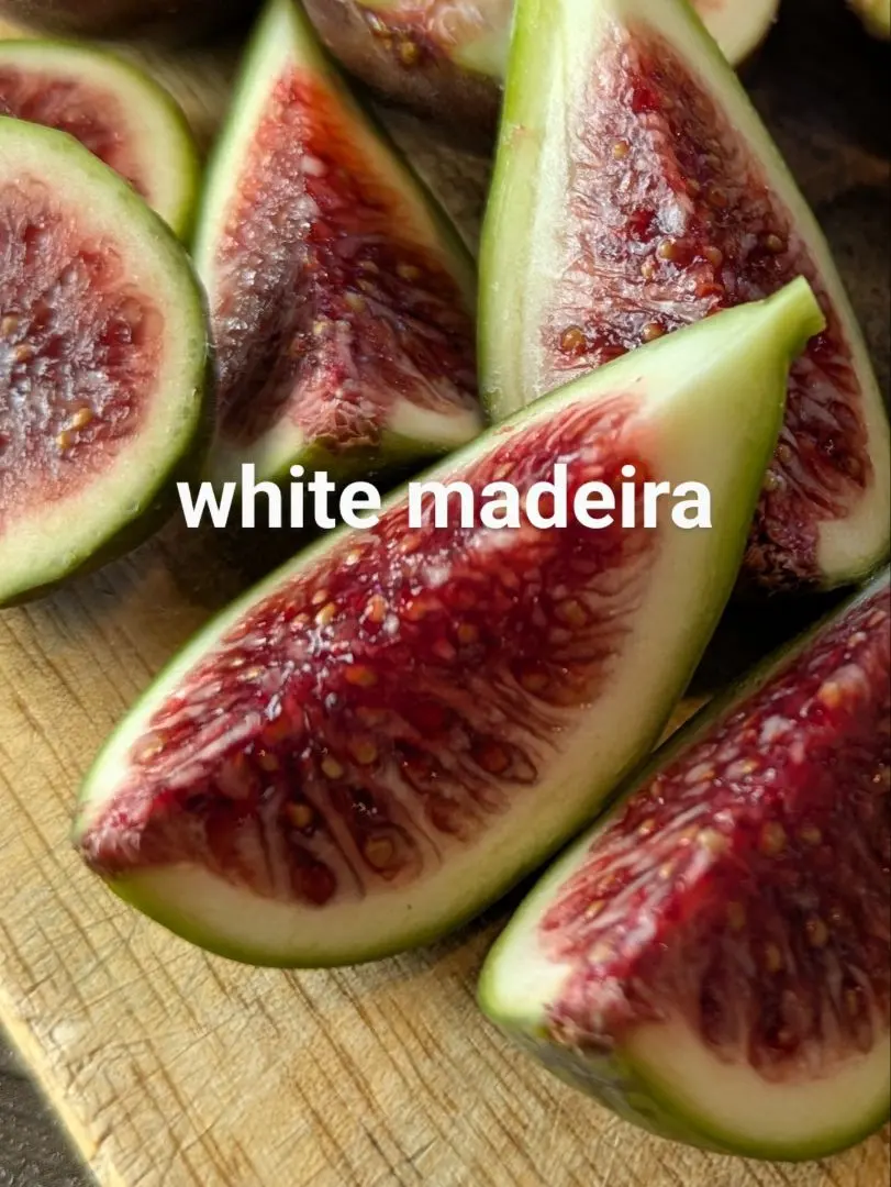 2026年最新】イチジク苗 ブラックマデイラの人気アイテム - メルカリ