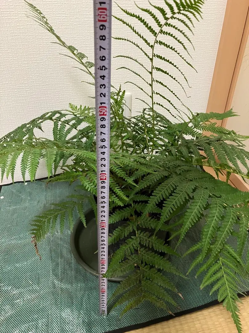 2026年最新】ディクソニアの人気アイテム - メルカリ