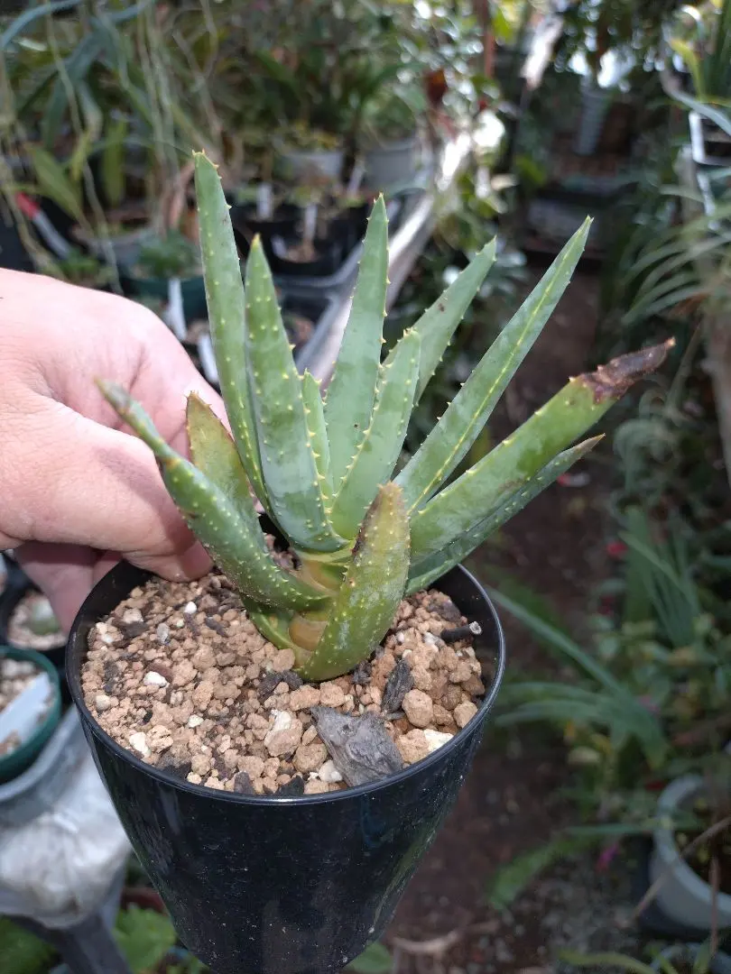 2026年最新】アロエ ディコトマの人気アイテム - メルカリ