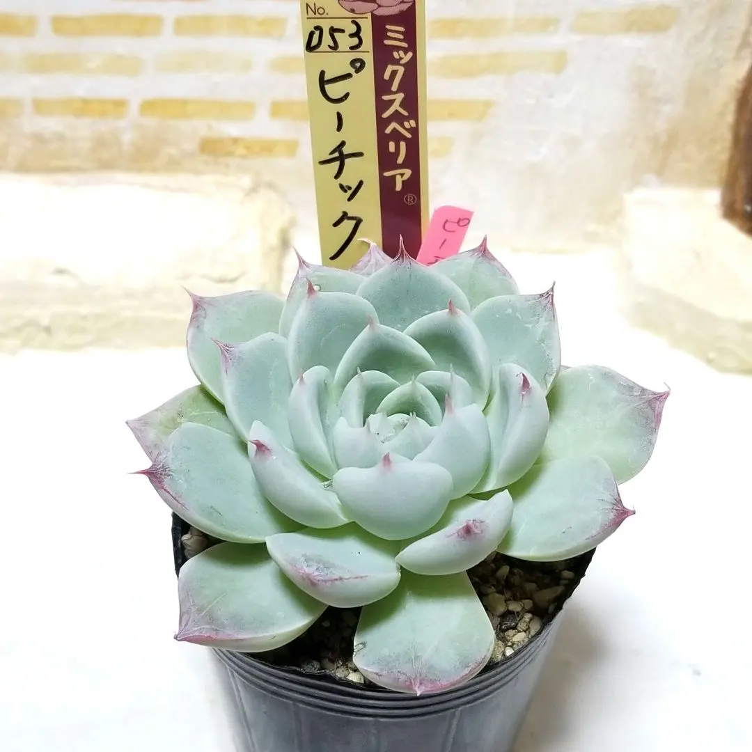 2026年最新】ピーチック多肉植物の人気アイテム - メルカリ