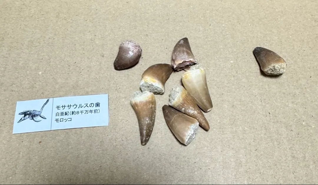 2026年最新】モササウルス 歯の人気アイテム - メルカリ