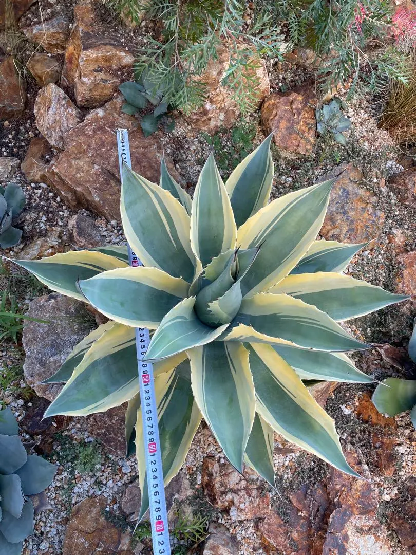 2026年最新】アガベオバティフォリアオルカの人気アイテム - メルカリ