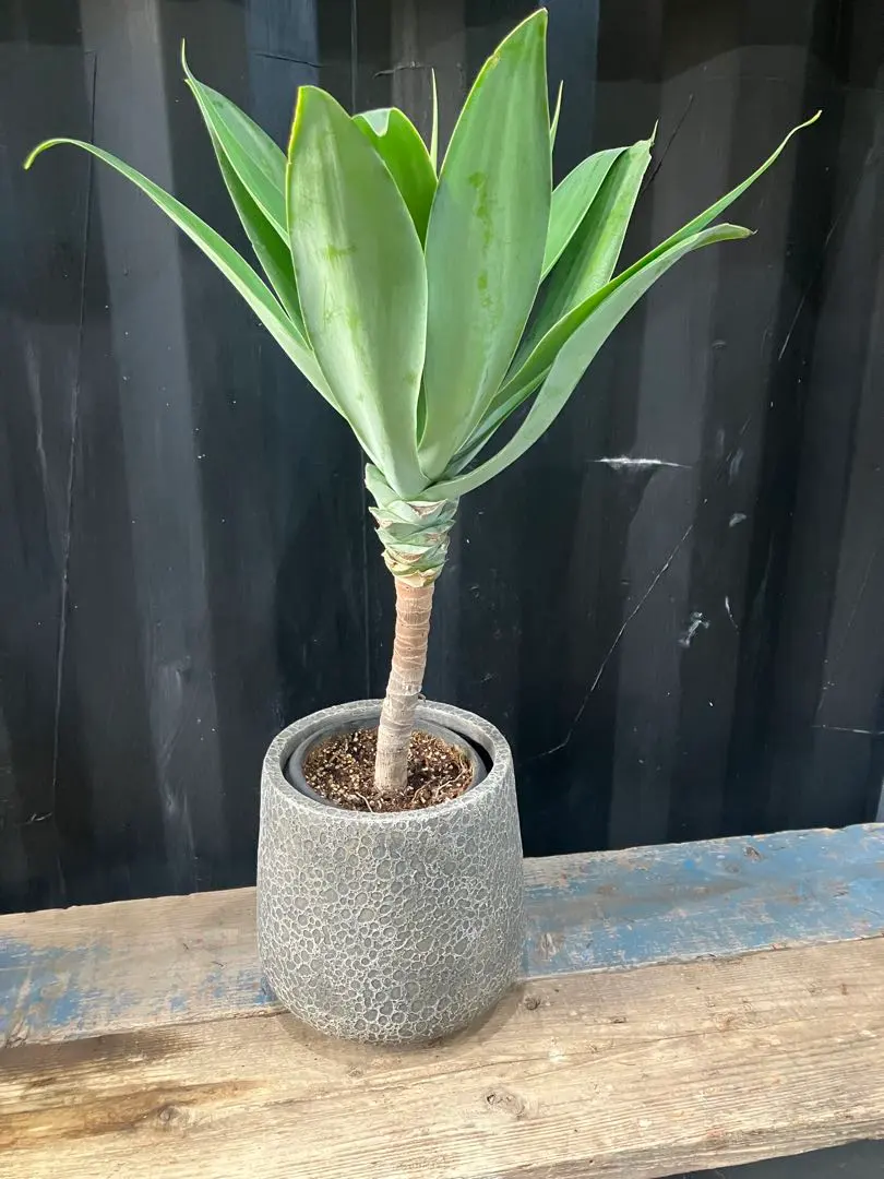2026年最新】アガベ アテナータ ボーチンブルーの人気アイテム - メルカリ